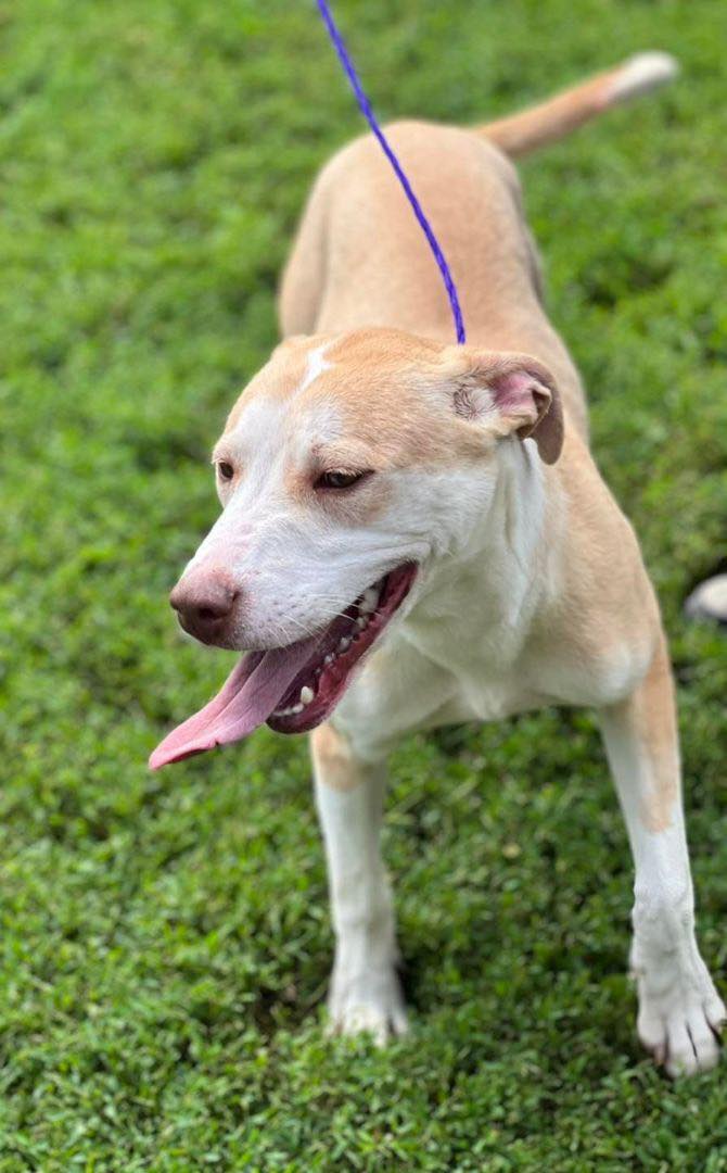 Sunset View Pet Hospital Wilton, IA