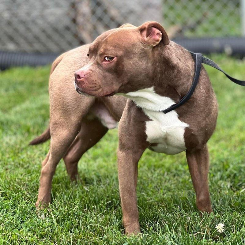 Sunset View Pet Hospital Wilton, IA