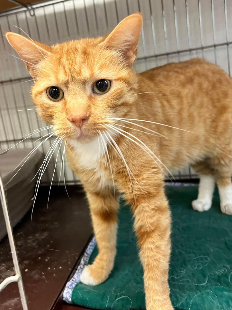 Sunset View Pet Hospital Wilton, IA